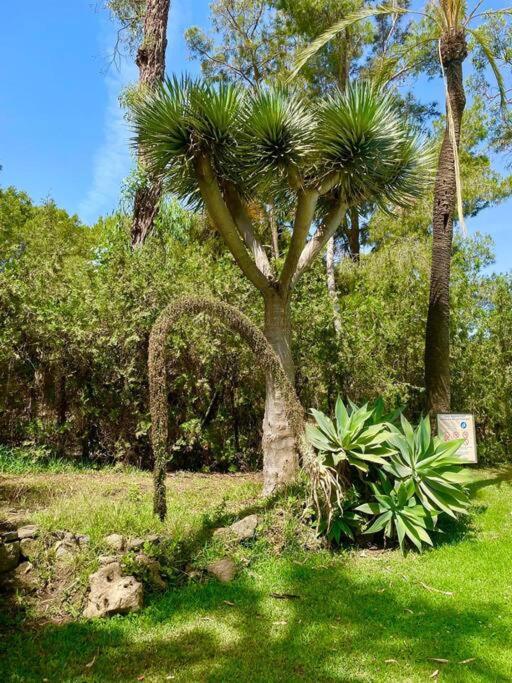 Klimatyczny Loft I Egzotyczny Basen Appartement Benalmádena Buitenkant foto